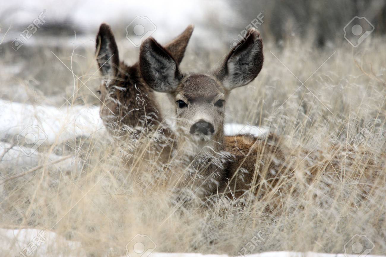7535173-mule-deer-lower-klamath-national-wildlife-refuge