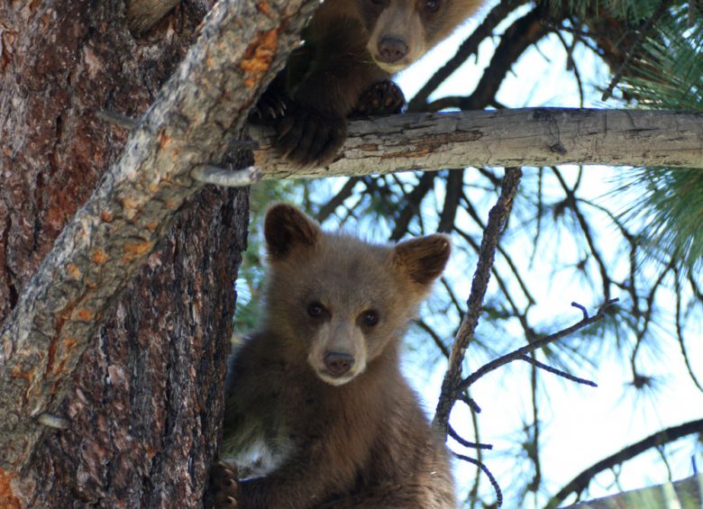 BearValley_Bears_Resized