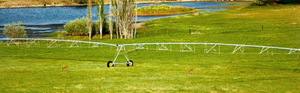 bull-elk-b