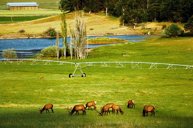 bull-elk-b
